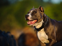 Picture of American Staffordshire Terrier