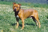 Picture of American Staffordshire Terrier in flowery field