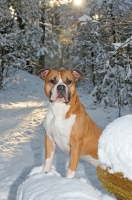 Picture of American Staffordshire Terrier in winter