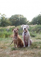 Picture of American Staffordshire Terrier and Dogo Argentino sitting in grass.