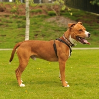 Picture of American Staffordshire Terrier, side view, wearing harness