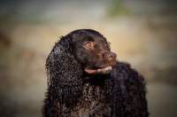 Picture of American Water Spaniel, looking away