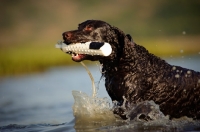 Picture of American Water Spaniel retrieving dummy from water