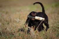 Picture of American Water Spaniel retrieving dummy
