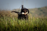 Picture of American Water Spaniel retrieving dummy from grass