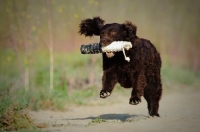 Picture of American Water Spaniel retrieving dummy