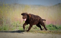 Picture of American Water Spaniel running