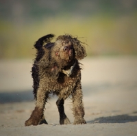 Picture of American Water Spaniel shaking out sand