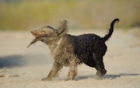 Picture of American Water Spaniel shaking out sand