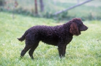 Picture of American Water spaniel side view