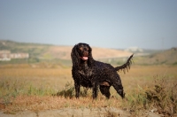 Picture of American Water Spaniel standing in field