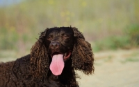 Picture of American Water Spaniel, tongue out
