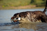 Picture of American Water Spaniel with dummy