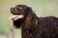 Picture of American Water Spaniel