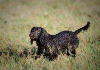 Picture of American Water Spaniel