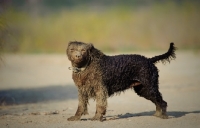 Picture of American Water Spaniel