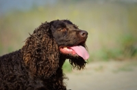 Picture of American Water Spaniel