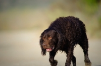 Picture of American Water Spaniel