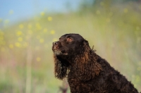 Picture of American Water Spaniel
