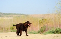 Picture of American Water Spaniel