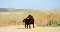 Picture of American Water Spaniel