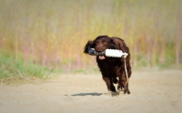 Picture of American Water Spaniel