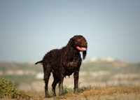 Picture of American Water Spaniel