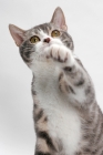 Picture of American Wirehair, Blue Mackerel Tabby & White colour, one leg up