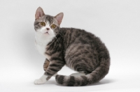 Picture of American Wirehair, Blue Mackerel Tabby & White colour, on white background
