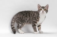 Picture of American Wirehair, Blue Mackerel Tabby & White colour, standing