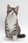 Picture of American Wirehair, Blue Mackerel Tabby & White colour, sitting down