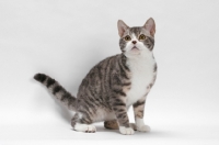 Picture of American Wirehair, Blue Mackerel Tabby & White colour, standing