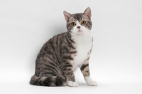 Picture of American Wirehair, Blue Mackerel Tabby & White colour