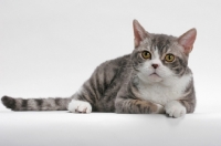 Picture of American Wirehair, Blue Mackerel Tabby & White colour