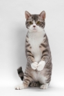 Picture of American Wirehair, Blue Mackerel Tabby & White colour