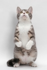 Picture of American Wirehair, Blue Mackerel Tabby & White colour, standing up