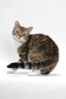 Picture of American Wirehair, Brown Mackerel Tabby & White, back view