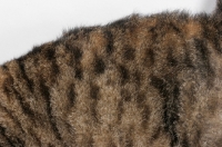 Picture of American Wirehair, Brown Mackerel Tabby & White, coat pattern