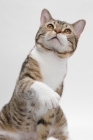 Picture of American Wirehair, Brown Mackerel Tabby & White, reaching