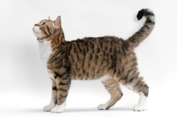 Picture of American Wirehair, Brown Mackerel Tabby & White, looking curious