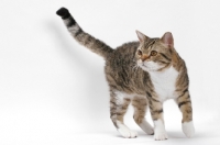 Picture of American Wirehair, Brown Mackerel Tabby & White, walking