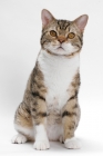Picture of American Wirehair, Brown Mackerel Tabby & White, front view