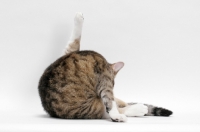 Picture of American Wirehair, Brown Mackerel Tabby & White, washing