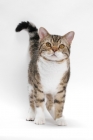 Picture of American Wirehair, Brown Mackerel Tabby & White on white background