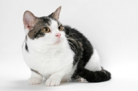 Picture of American Wirehair cat, Brown Classic Tabby & White coloured, looking away