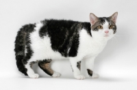 Picture of American Wirehair cat, Brown Classic Tabby & White coloured on white background
