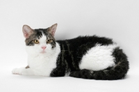 Picture of American Wirehair cat, Brown Classic Tabby & White coloured, lying down