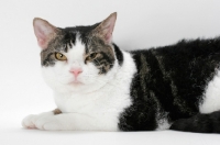 Picture of American Wirehair cat, Brown Classic Tabby & White coloured, looking at camera