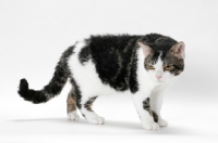 Picture of American Wirehair cat, Brown Classic Tabby & White coloured