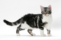 Picture of American Wirehair cat, Silver Classic Tabby & White coloured, standing on white background